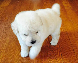 teddy bear teacup poodle puppies for sale
